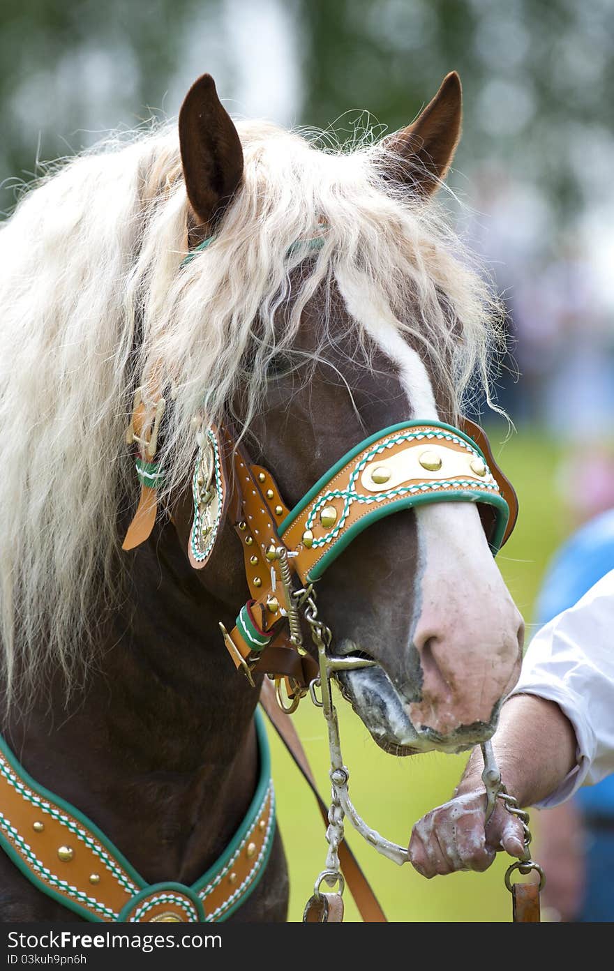 Portrait of bavarian horse head