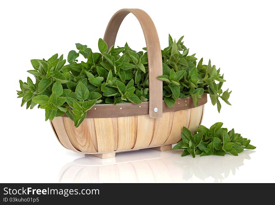 Oergano herb leaf sprigs in a rustic wooden basket isolated over white background. Origanum. Oergano herb leaf sprigs in a rustic wooden basket isolated over white background. Origanum.