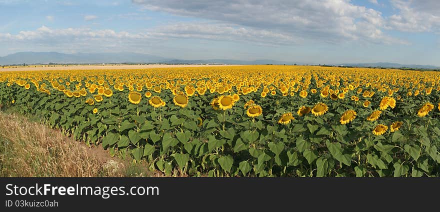 Sunflowers field and blue sky