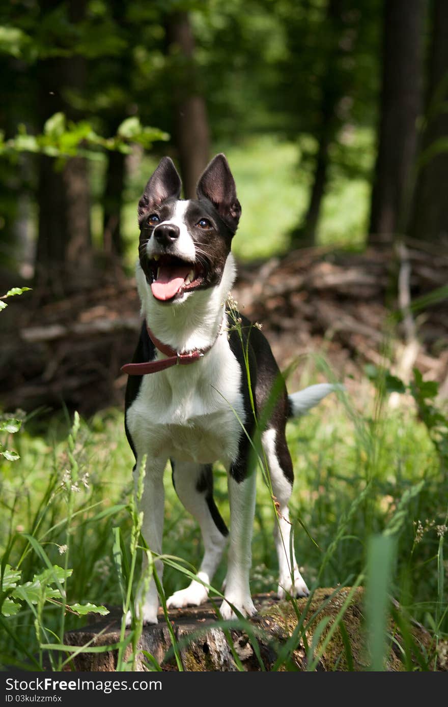 The young black and white barking. The young black and white barking