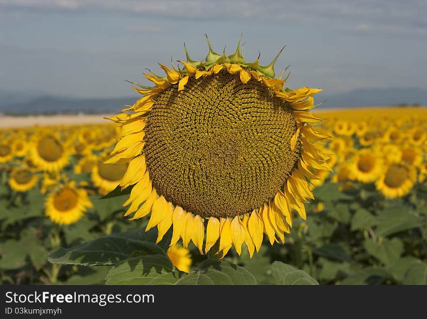 Sunflowers field