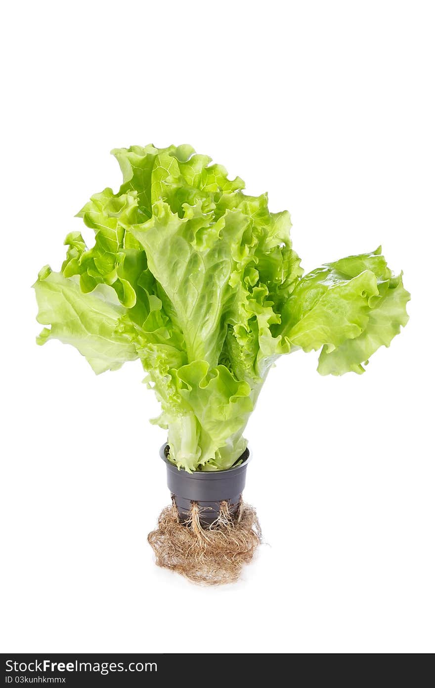 Fresh green lettuce salad in the pot isolated on white