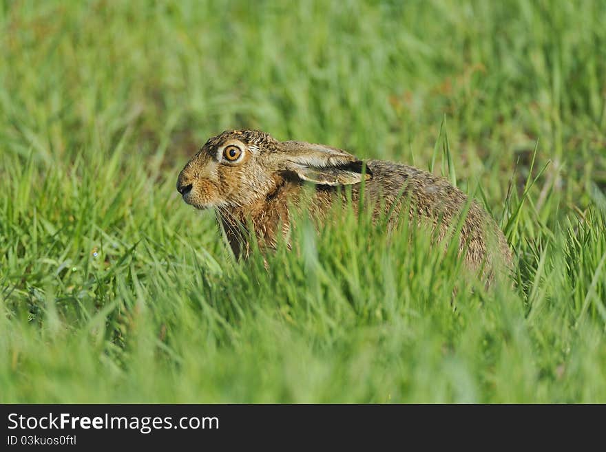 European Brown Hare