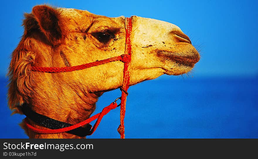 Image of the profile of a Camel's head against the backdrop of a beach taken in Doha