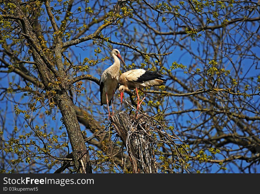 Stork On Wing