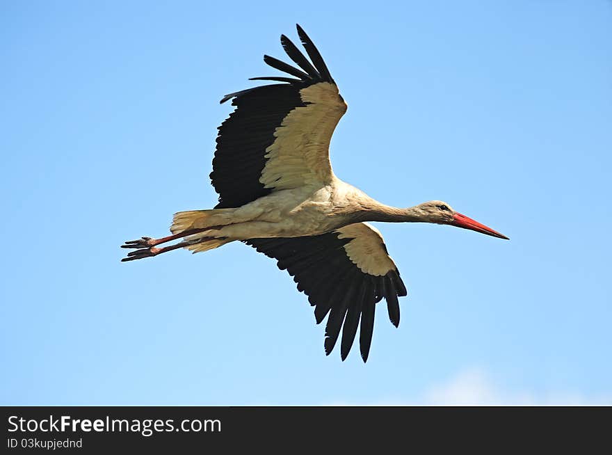 Stork On Wing