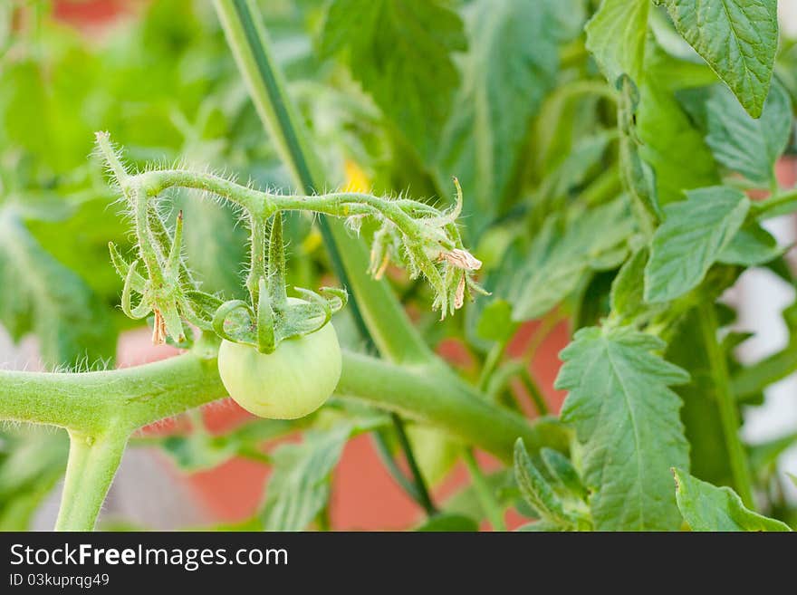 A green baby tomato hangs from the vine on a large plant. A green baby tomato hangs from the vine on a large plant.