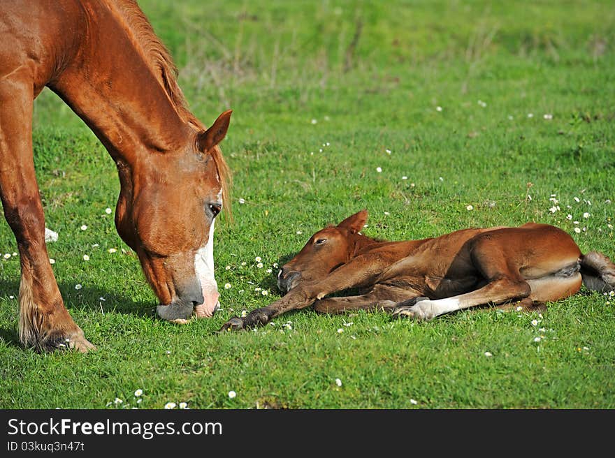 Baby of Horse on a green grass