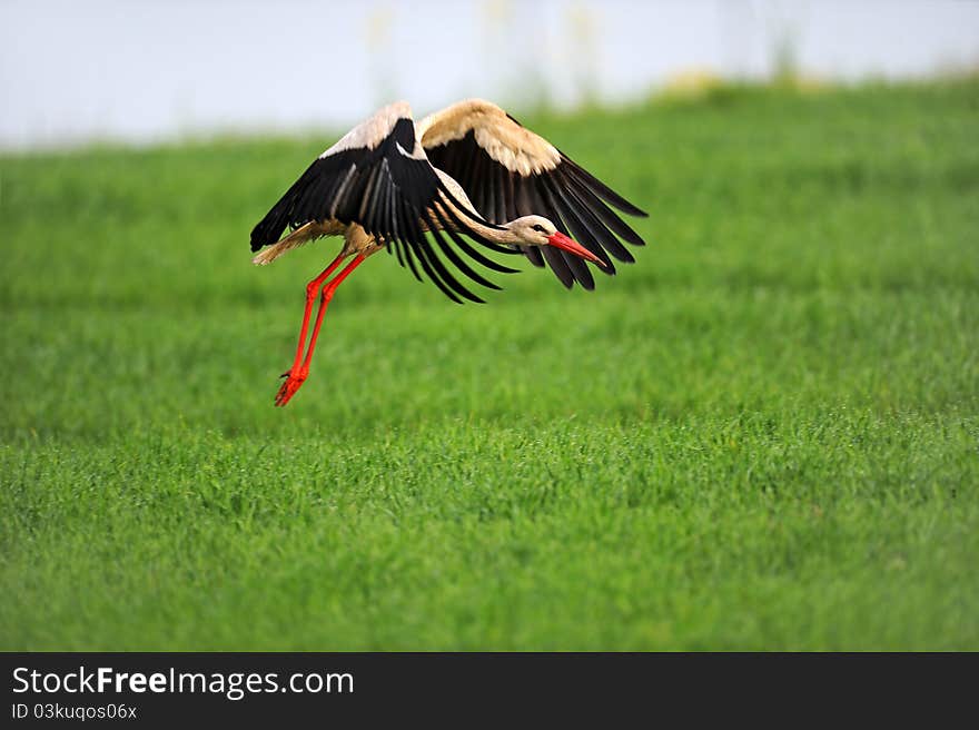 Stork on wing