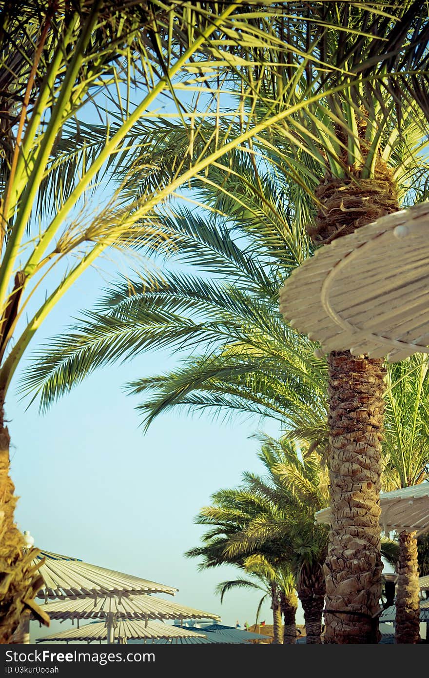 Palm trees and umbrellas on a beach.Hurghada, Egypt.