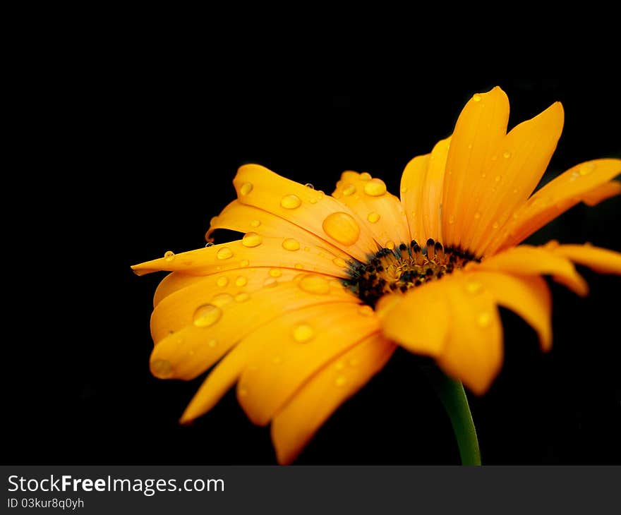 Orange flower with droplets against a black background. Orange flower with droplets against a black background