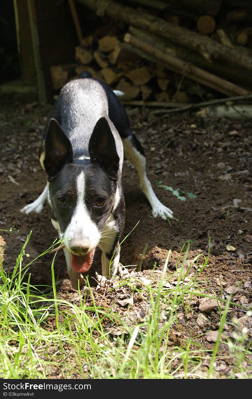 The young black and white lolling out her tongue. The young black and white lolling out her tongue