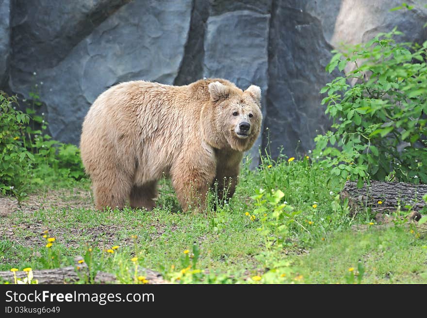 Young male of Brown Bear