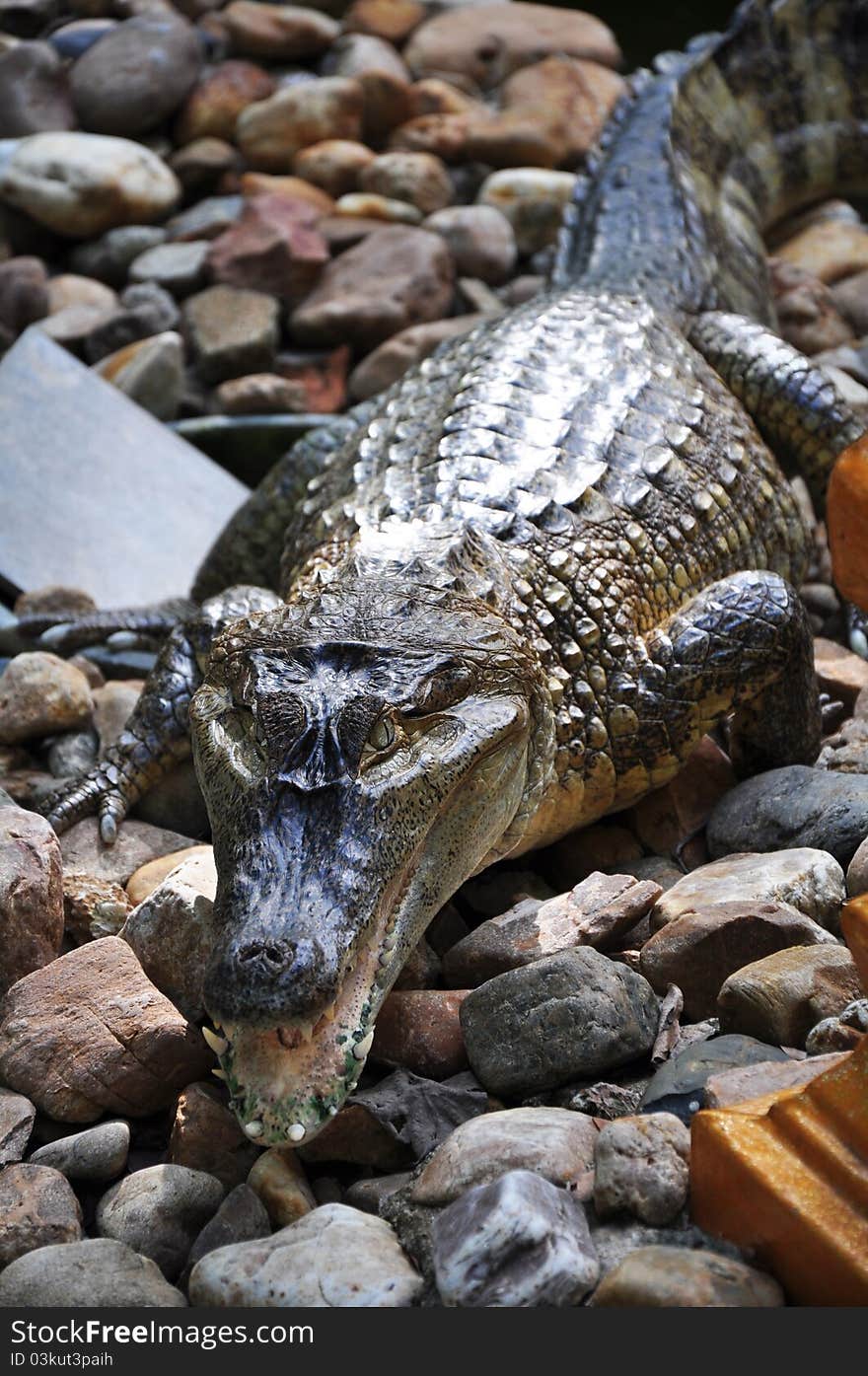 Crocodile On Stone For Background & Image