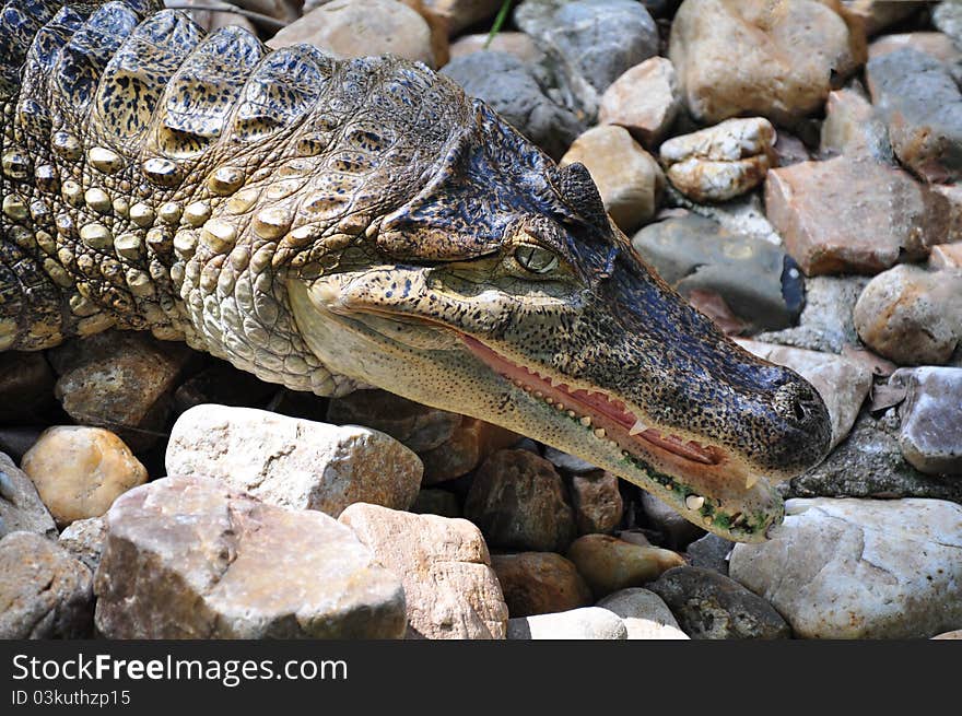 Crocodile On Stone For Background & Image