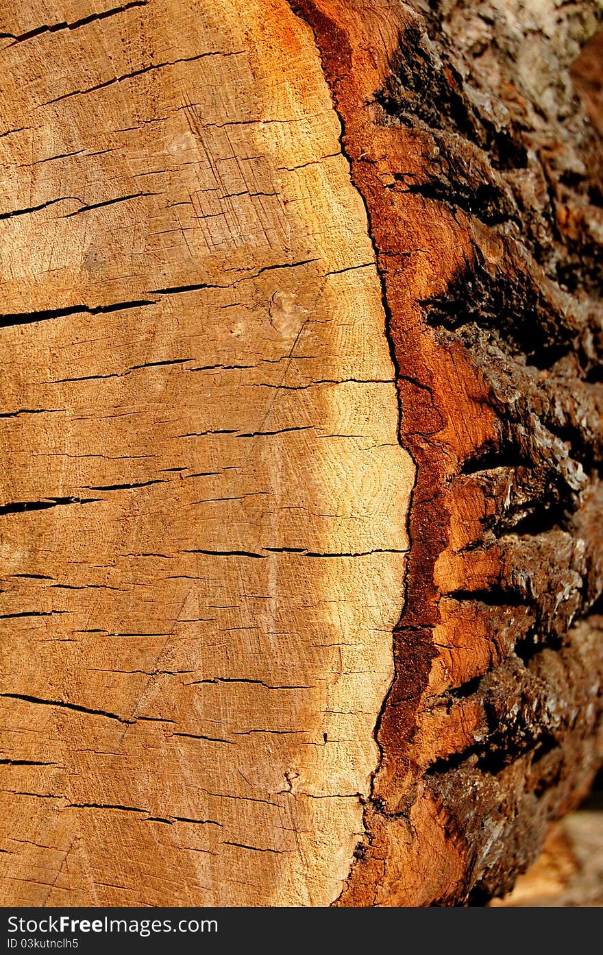 Sawn Log Detail