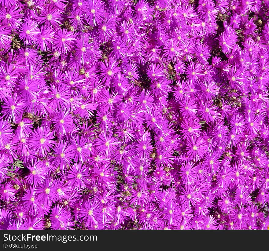 Stunning tropical light purple flowers