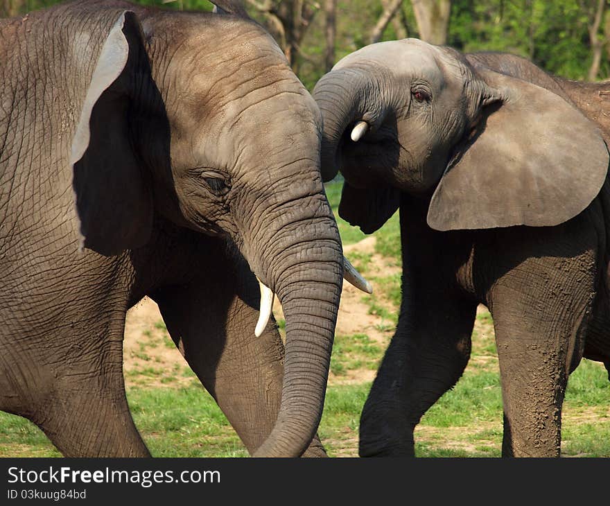 Elephants playing