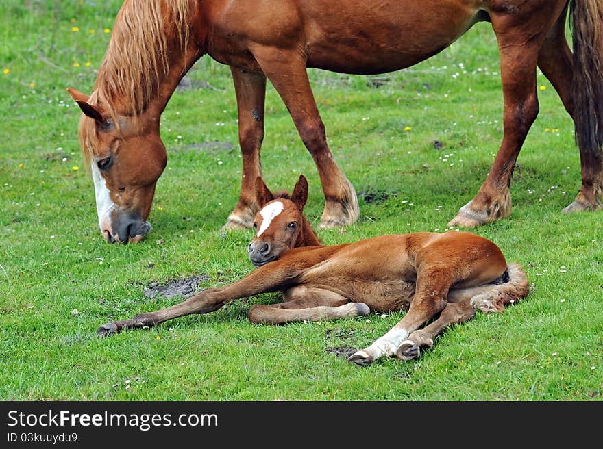 Baby of Horse on a green grass