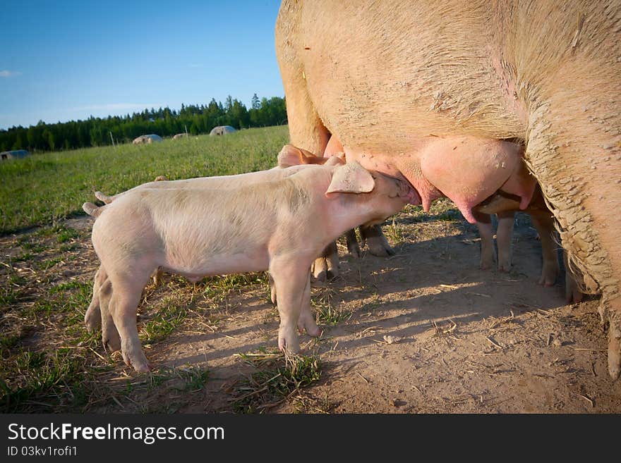 Small pigs feeding on mother