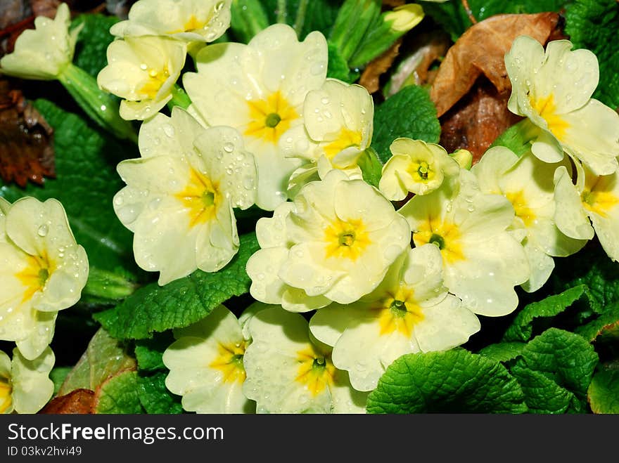 Nice yellow primrose after rain with drops