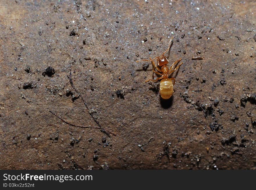 Red ant sitting on a brown stone in the sun. Red ant sitting on a brown stone in the sun