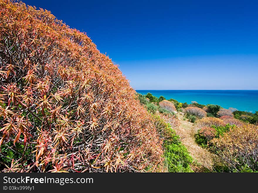 Colorful bush in spring near the sea. Colorful bush in spring near the sea