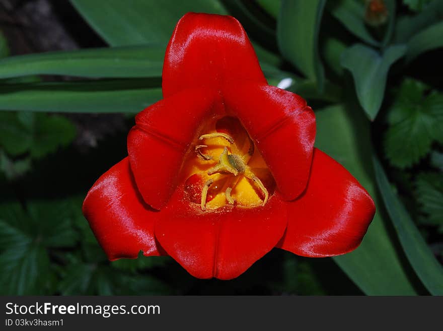 Close up from a red tulip top view in the spring. Close up from a red tulip top view in the spring