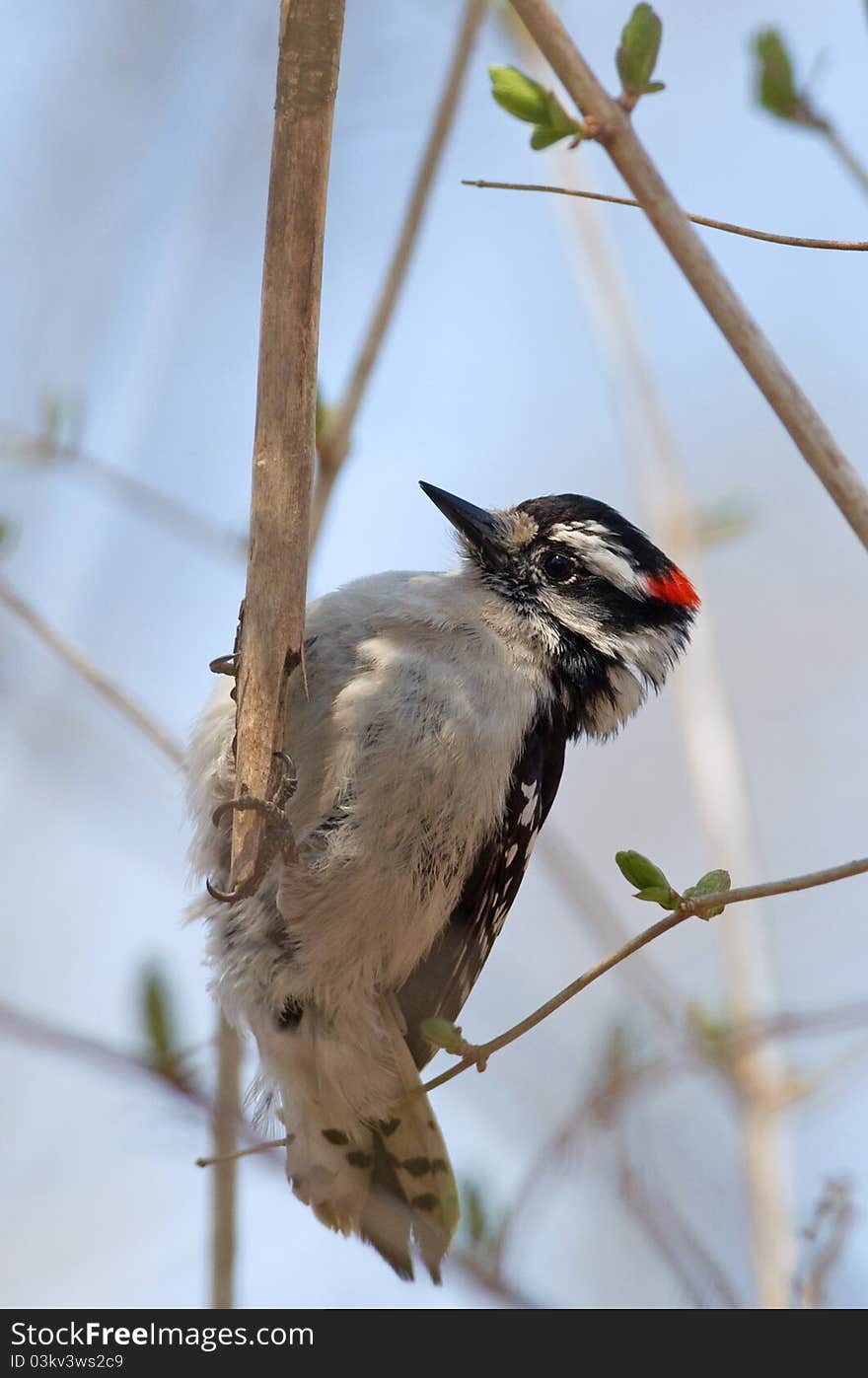 Downy Woodpecker