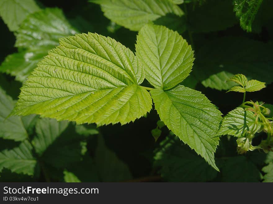 Green fresh raspberry leaves close-up in the sharp sunlight. Dark background