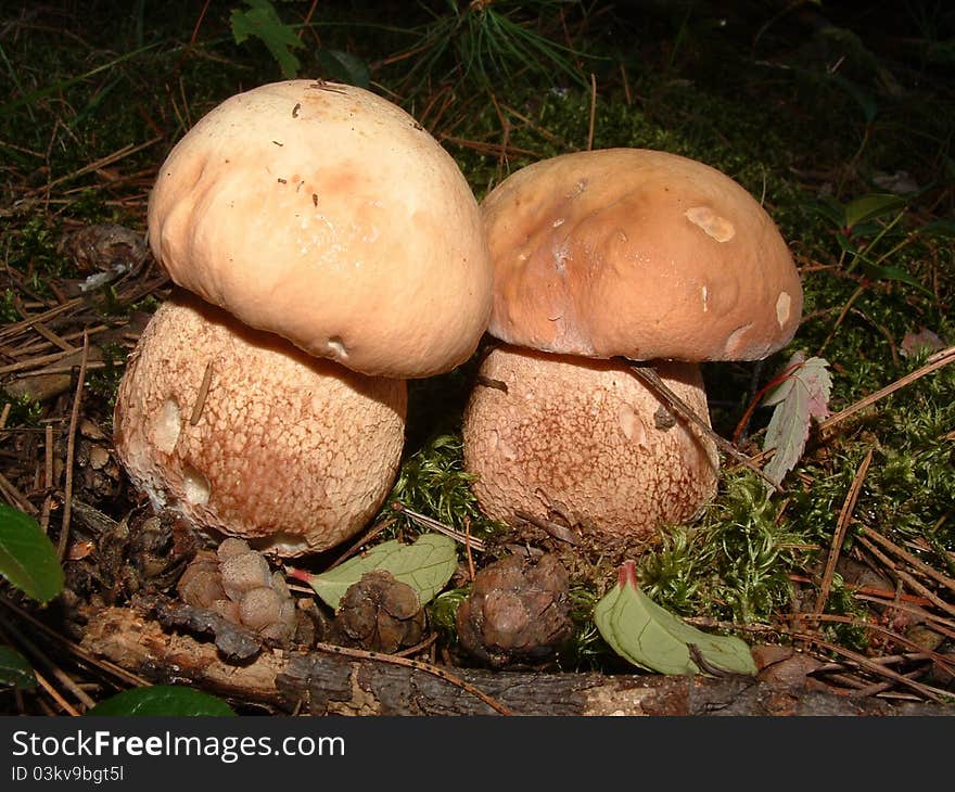 The Boletes have pores on their undersides rather than gills. The Boletes have pores on their undersides rather than gills.