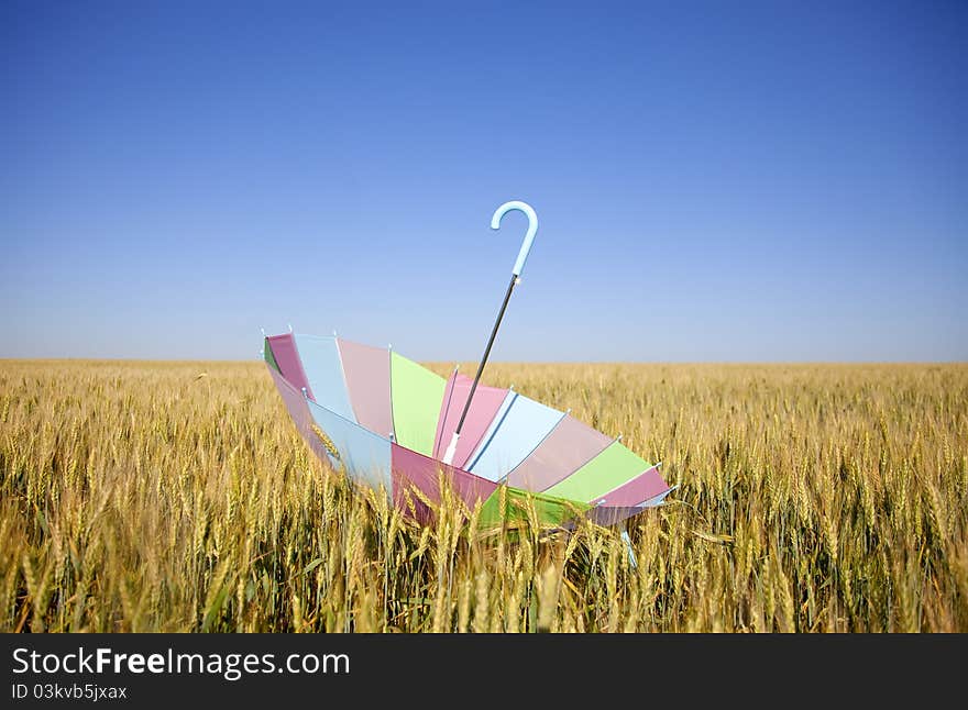 Umbrella at wheat field