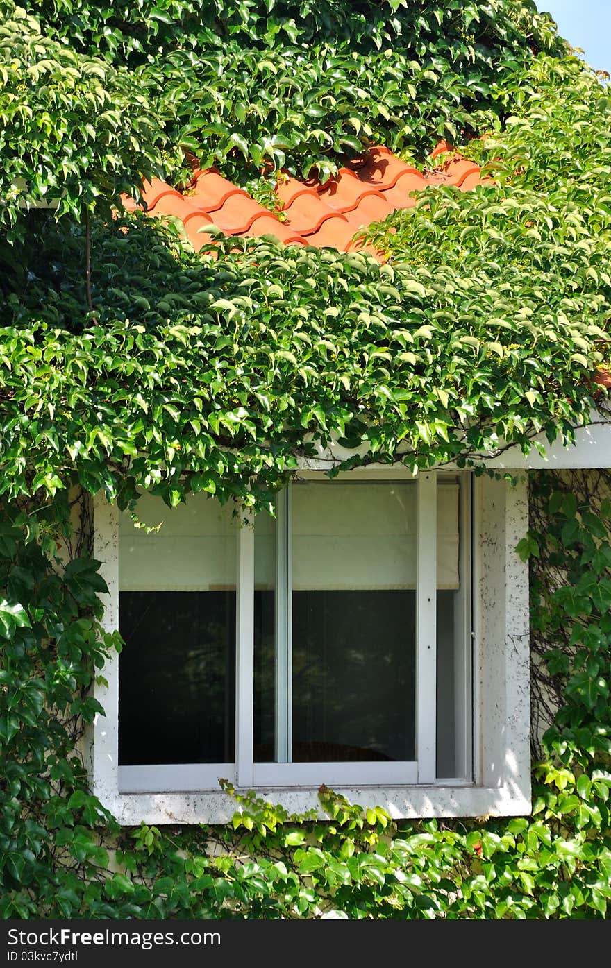 Part and detail of living house covered by vine plant, shown as good living environment and featured green concept architecture. Part and detail of living house covered by vine plant, shown as good living environment and featured green concept architecture.