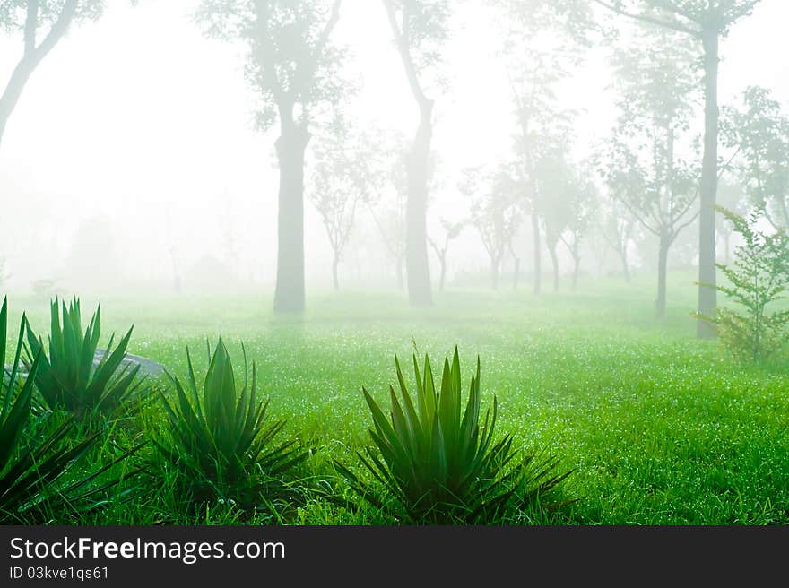 Morning park with green grass and trees