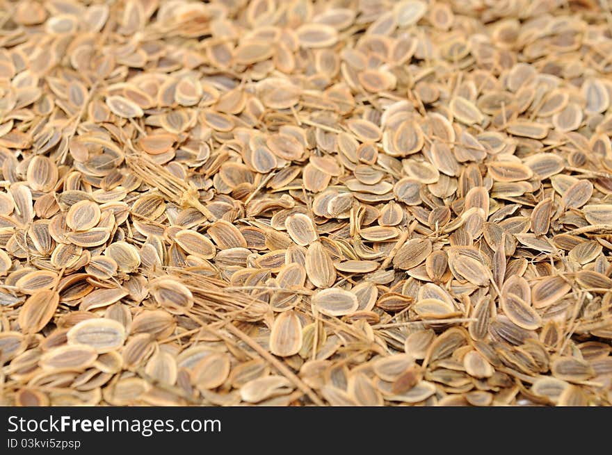 A close-up shot of dill seeds. A close-up shot of dill seeds