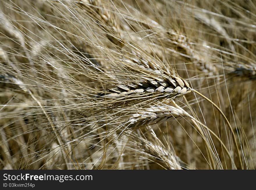 Wheat field