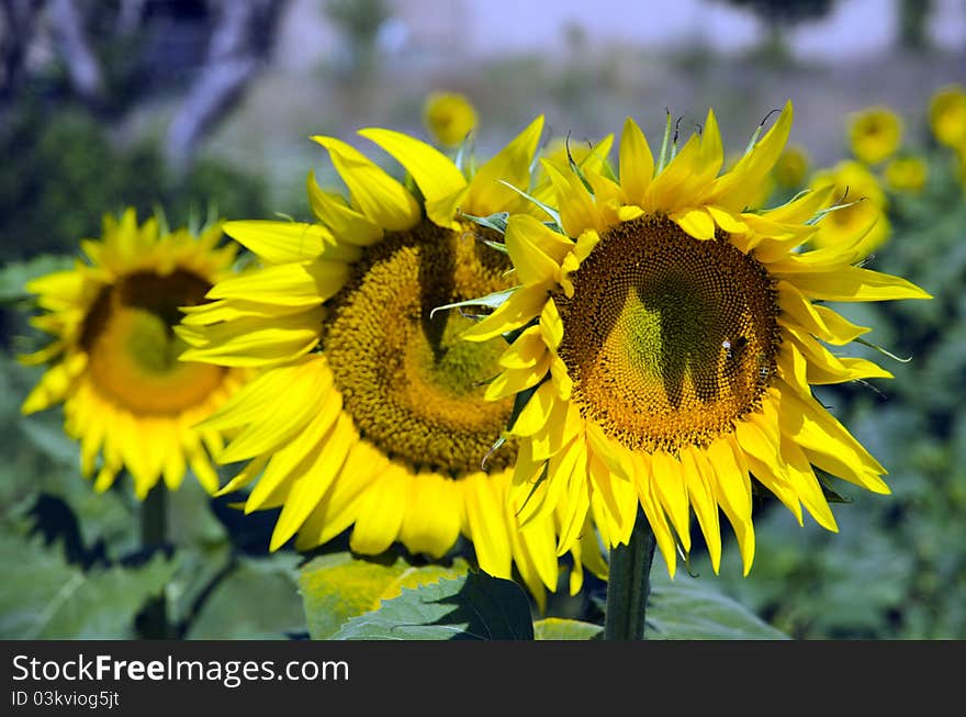 Beautiful sunflowers in the field with bright blue sky. Beautiful sunflowers in the field with bright blue sky