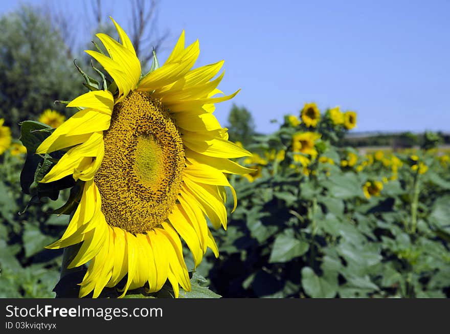 Beautiful sunflowers in the field with bright blue sky. Beautiful sunflowers in the field with bright blue sky