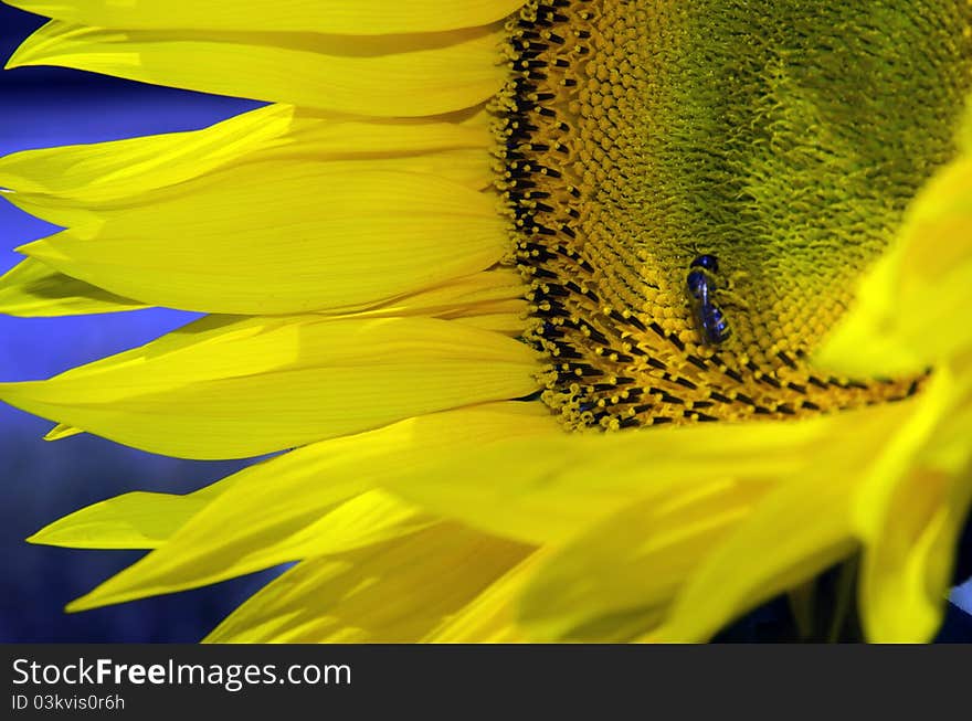 Beautiful sunflowers in the field with bright blue sky. Beautiful sunflowers in the field with bright blue sky