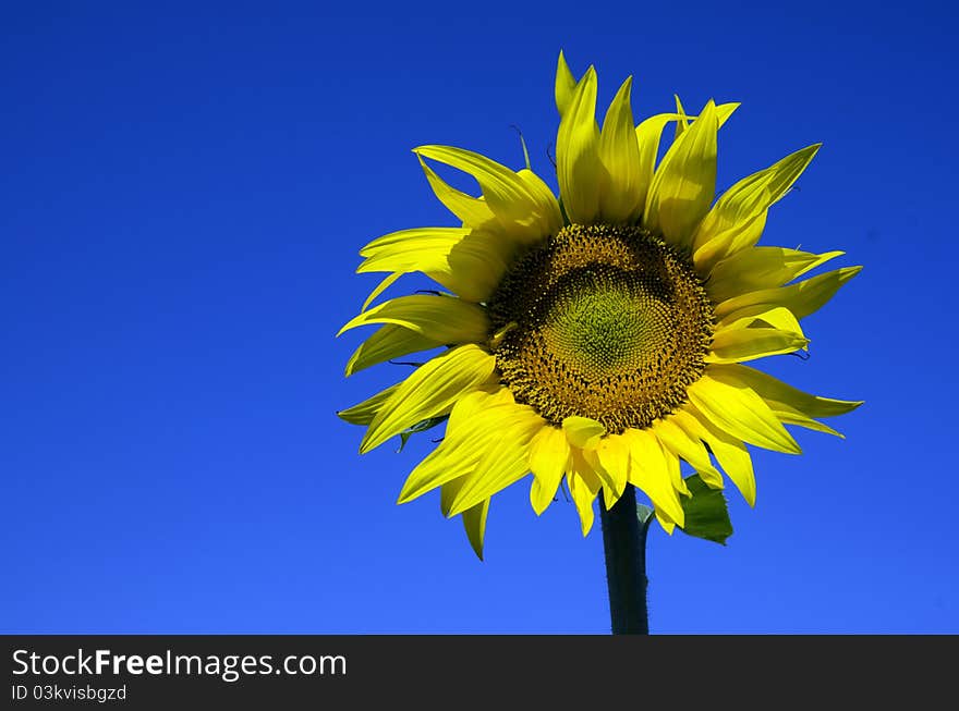 Beautiful sunflowers in the field with bright blue sky. Beautiful sunflowers in the field with bright blue sky