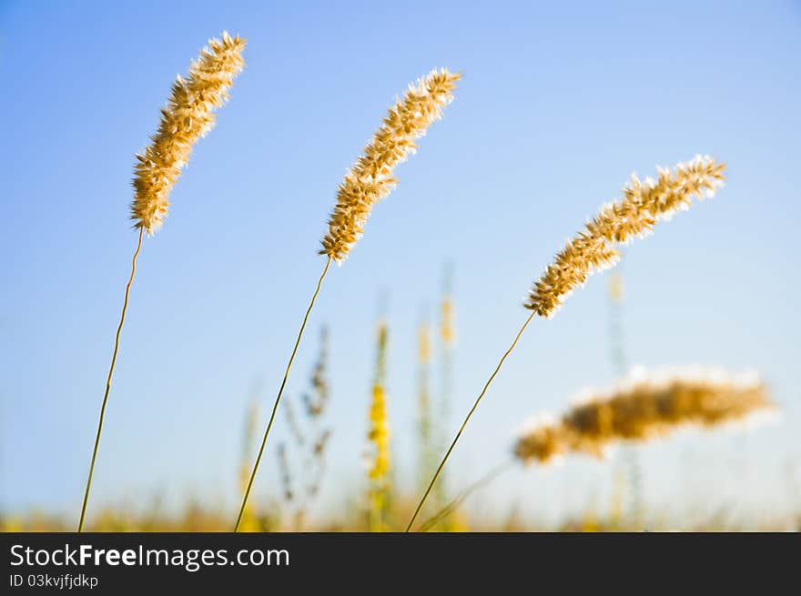 Weed ears against the morning sky background