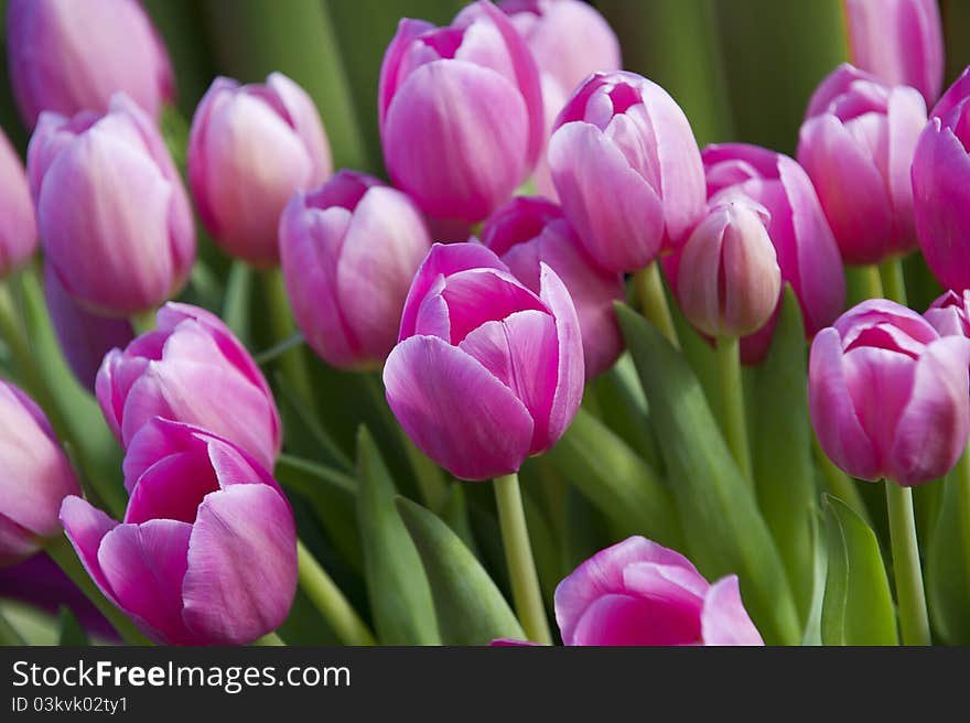 Bright pink tulips in a natural composition