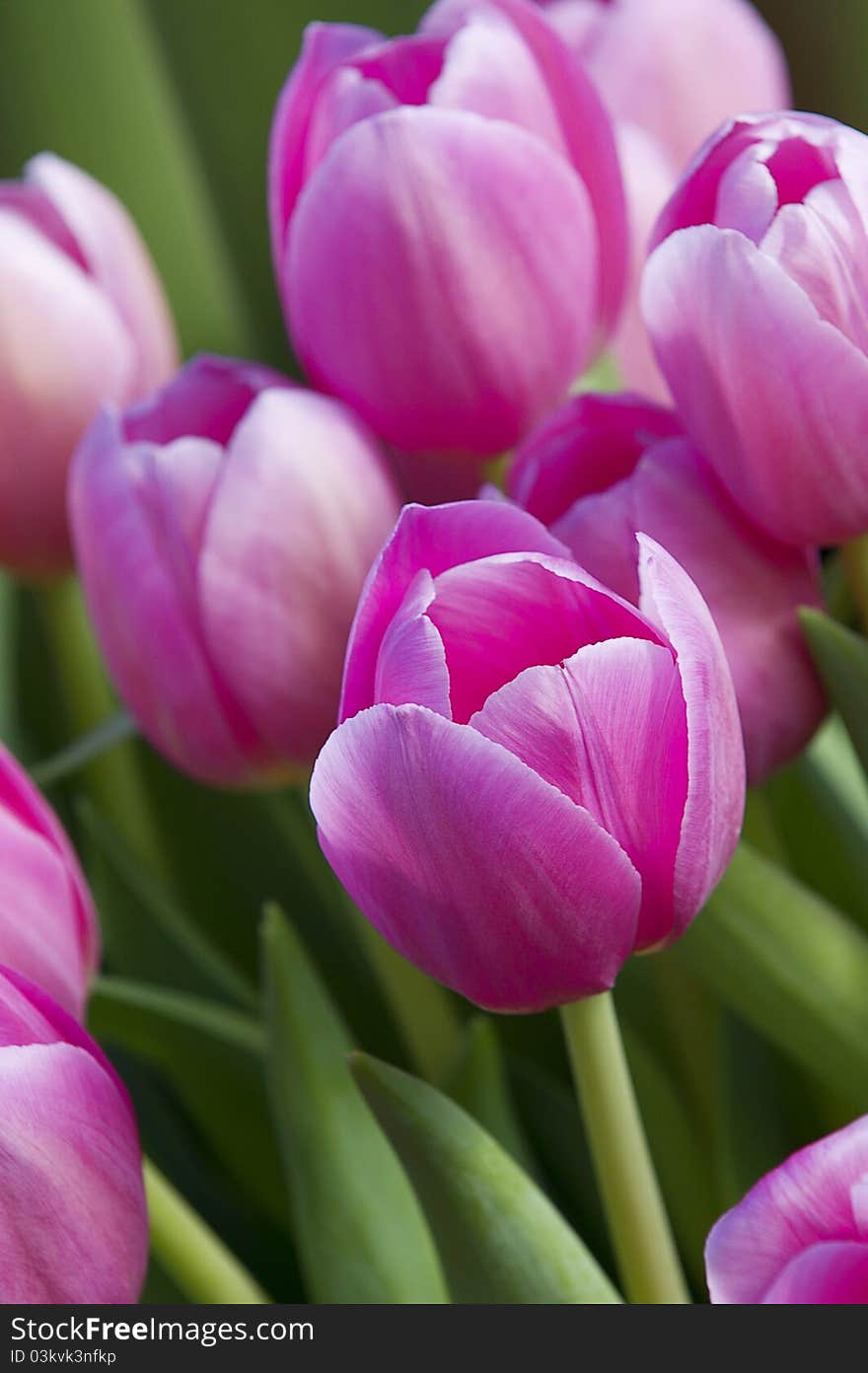 Detail of pink tulips in a natural composition. Detail of pink tulips in a natural composition