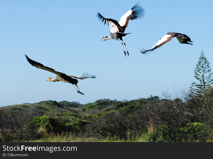 Crowend Cranes in Flight