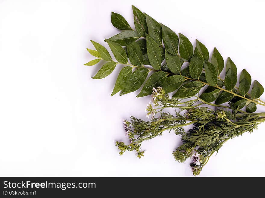 Curry leaves and cilantro