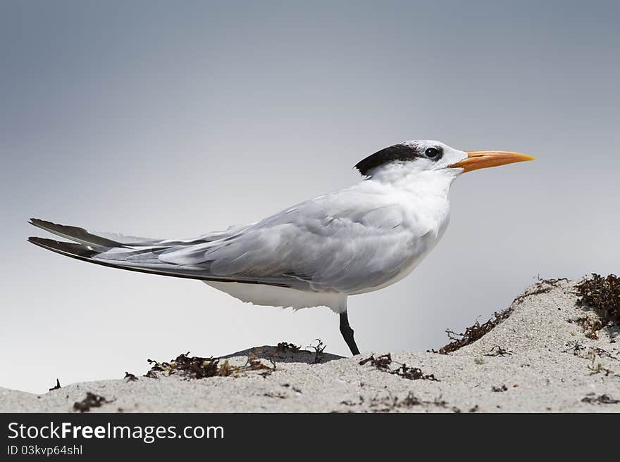 Standing tern