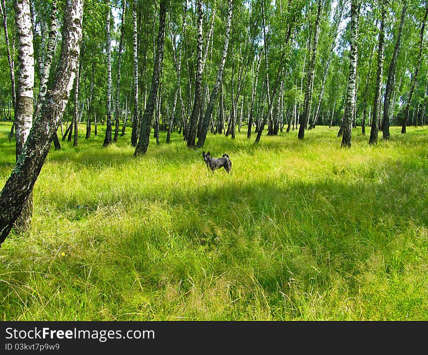 The Dog In Woods