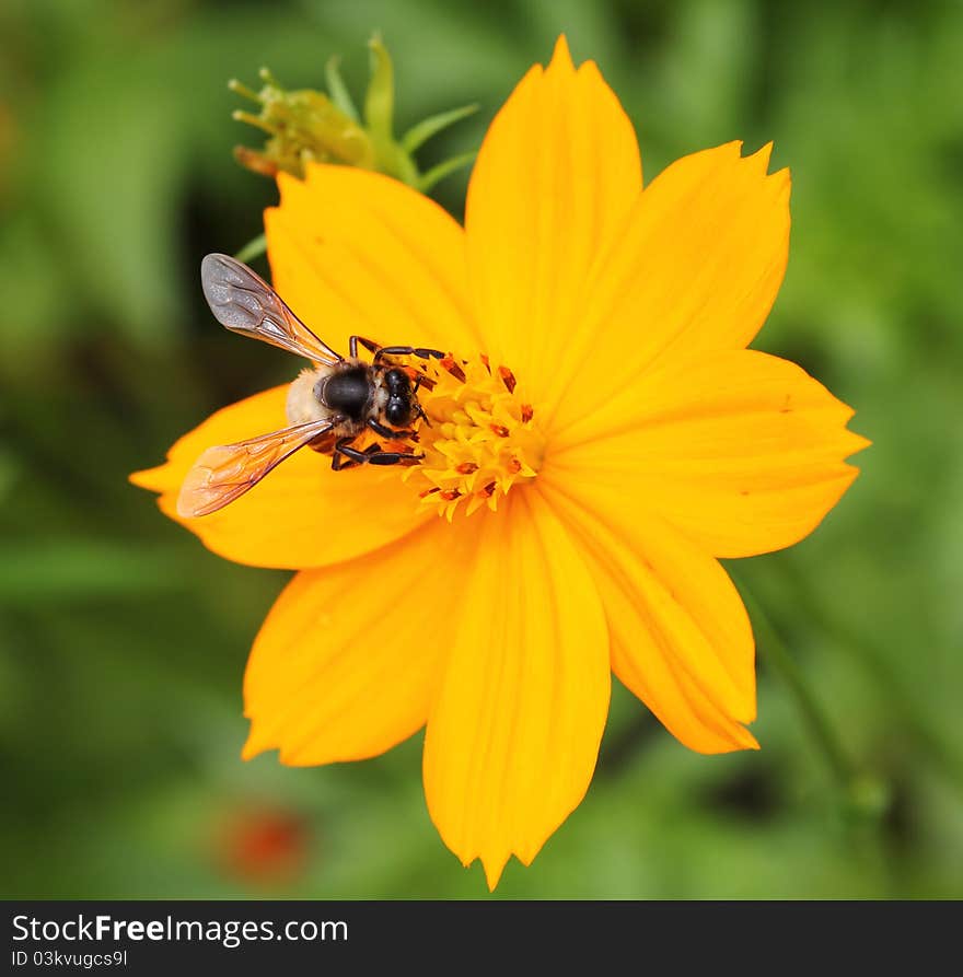 Bee