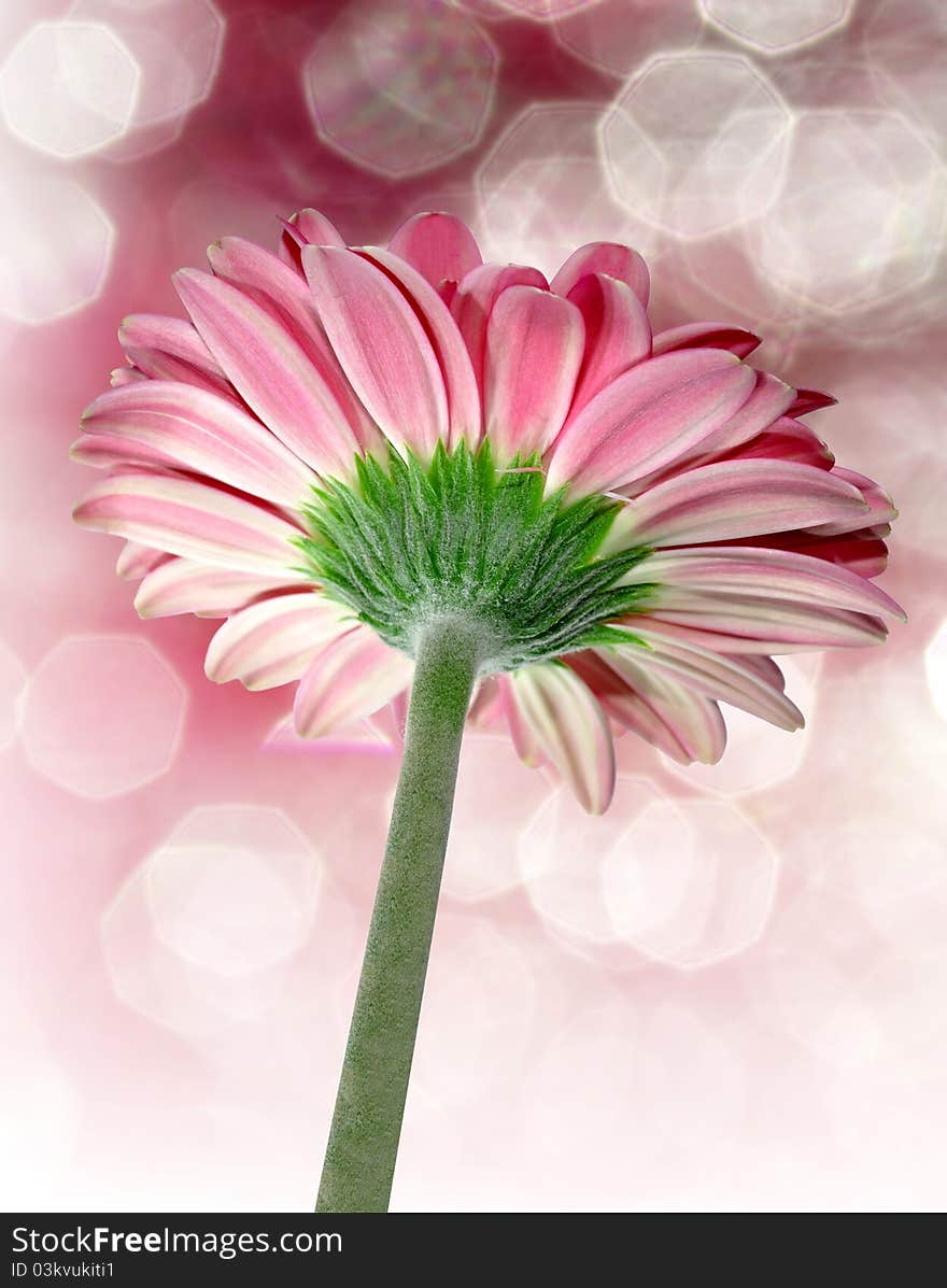 Gerbera photographed from below with a beautiful background