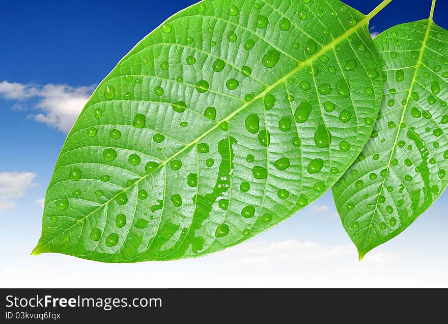 Fresh water drops on green leaves. Fresh water drops on green leaves